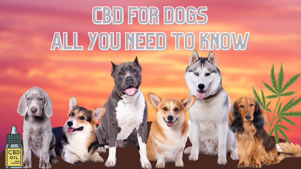 CBD for dogs - All you need to know