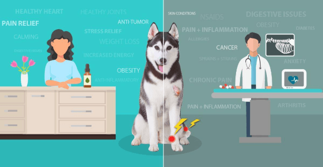 The Endocannabinoid System in You and Your Dog