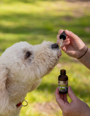 White Dog Taking Mellow Mammals CBD Oil from a dropper in the sun